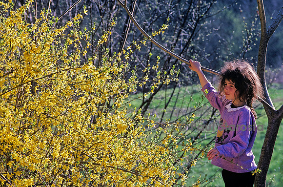 7 ans - le forsythia