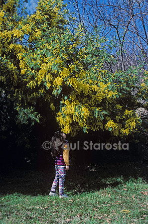 8 ans - le mimosa