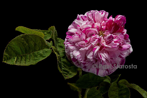 Rosa gallica ‘Madame d'Hébray’