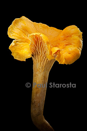 Cantharellus cibarius (girolle)