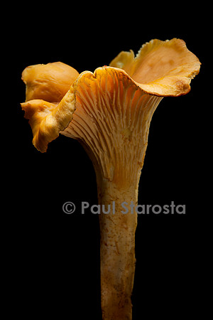 Cantharellus cibarius (girolle)