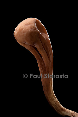 Clavariadelphus pistillaris (clavaire en pilon)