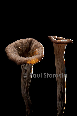 Craterellus cornucopioides (trompette des morts)