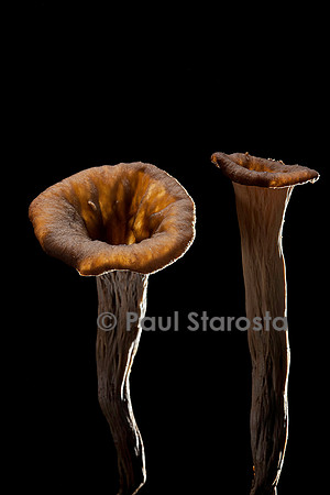 Craterellus cornucopioides (trompette des morts)