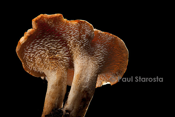 Hydnum repandum (pied de mouton)