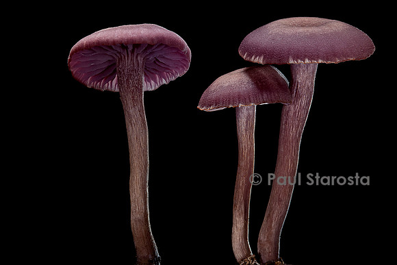 Laccaria amethystina (laccaire améthyste)