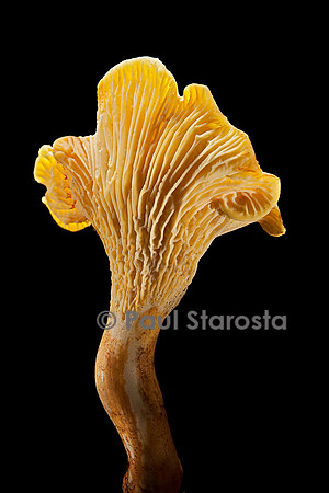 Cantharellus cibarius (girolle)