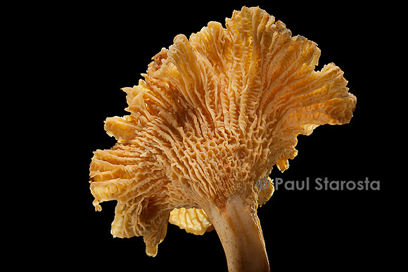 Cantharellus cibarius (girolle)