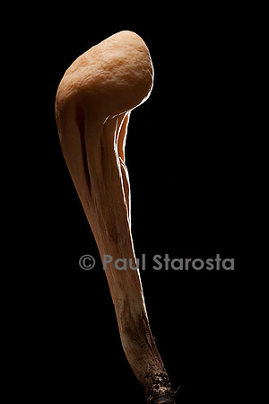 Clavariadelphus pistillaris (clavaire en pilon)