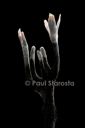 Xylaria hypoxylon
