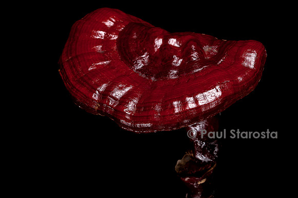 Ganoderma lucidum (reishi)