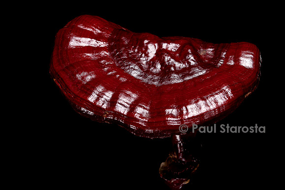 Ganoderma lucidum (reishi)