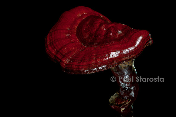 Ganoderma lucidum (reishi)