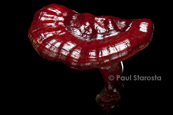 Ganoderma lucidum (reishi)