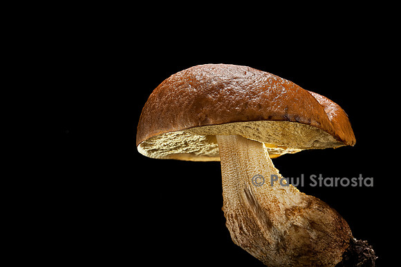 Boletus luridus (bolet blafard)