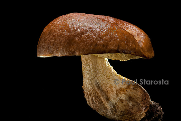Boletus luridus (bolet blafard)