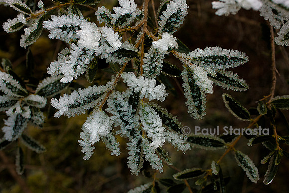Cristaux de givre sur des feuilles