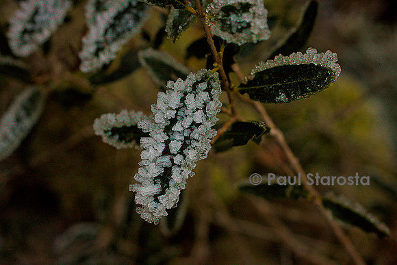 Cristaux de givre sur des feuilles