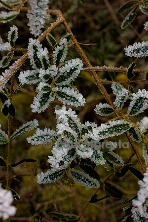 Cristaux de givre sur des feuilles