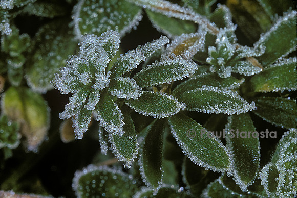 Cristaux de givre sur des feuilles