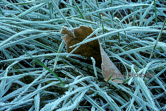 Cristaux de givre sur des feuilles