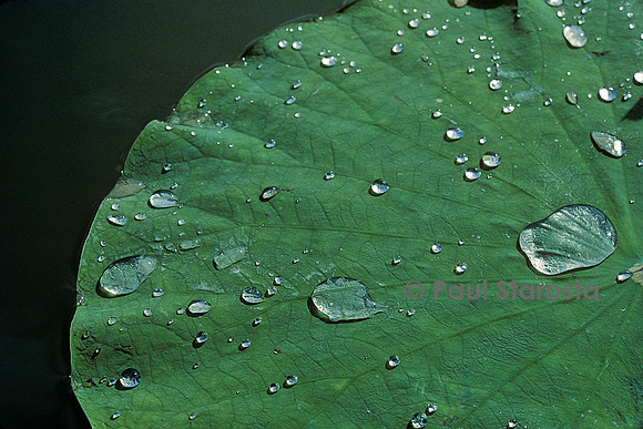 Gouttes d'eau sur des feuilles de Lotus