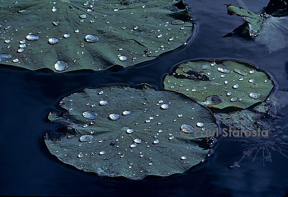 Gouttes d'eau sur des feuilles de Lotus