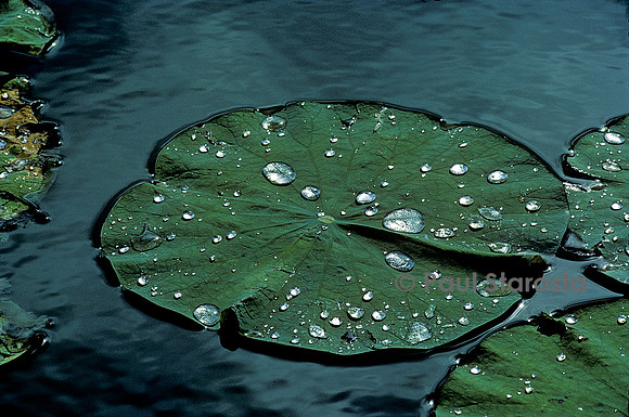 Gouttes d'eau sur des feuilles de Lotus
