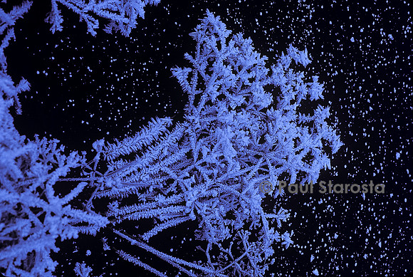 Surface d'un étang gelé avec cristaux de givre sur la végétation