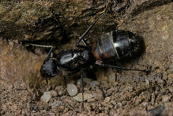 Formica sp. (fourmi) - femelle fondatrice avec ses œufs