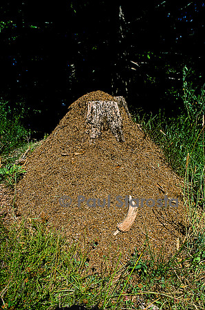 Formica rufa (fourmi rousse) - nid dans une souche d'arbre