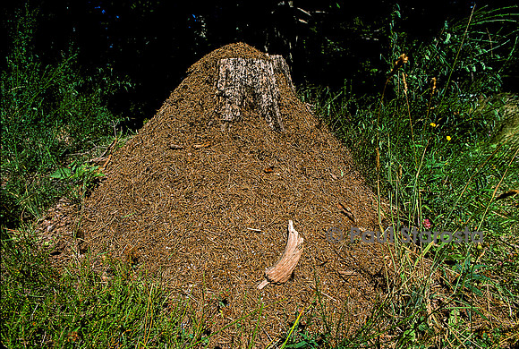 Formica rufa (fourmi rousse) - nid dans une souche d'arbre