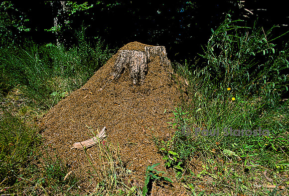 Formica rufa (fourmi rousse) - nid dans une souche d'arbre