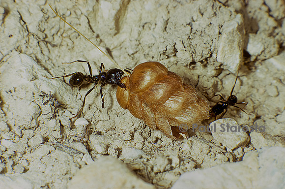 Messor capitatus (fourmi moissonneuse) - transportant un fruit de graminée