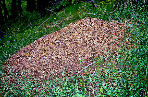 Formica rufa (fourmi rousse) - nid en dôme