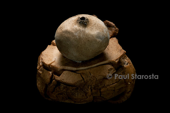 Geastrum sp. (étoile de terre)