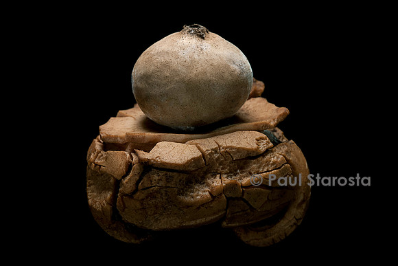 Geastrum sp. (étoile de terre)