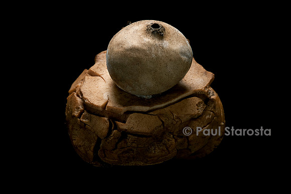 Geastrum sp. (étoile de terre)