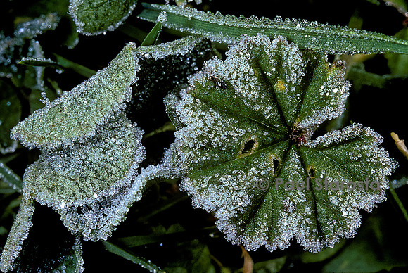Cristaux de givre sur la végétation