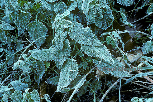 Cristaux de givre sur des orties