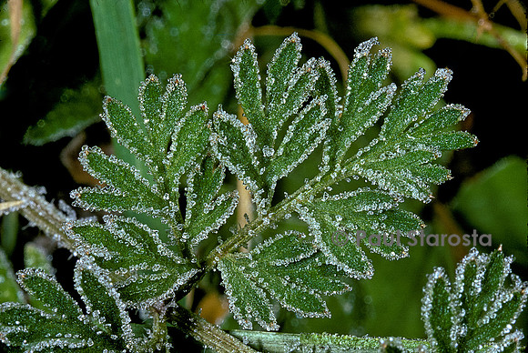 Cristaux de givre sur la végétation