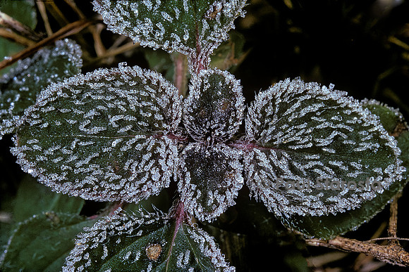 Cristaux de givre sur la végétation