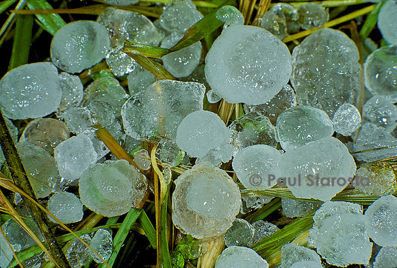 Grêlons dans l'herbe