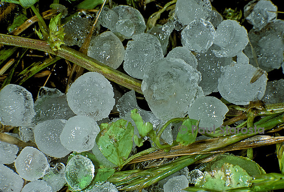 Grêlons dans l'herbe