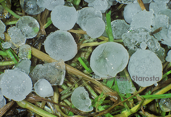 Grêlons dans l'herbe