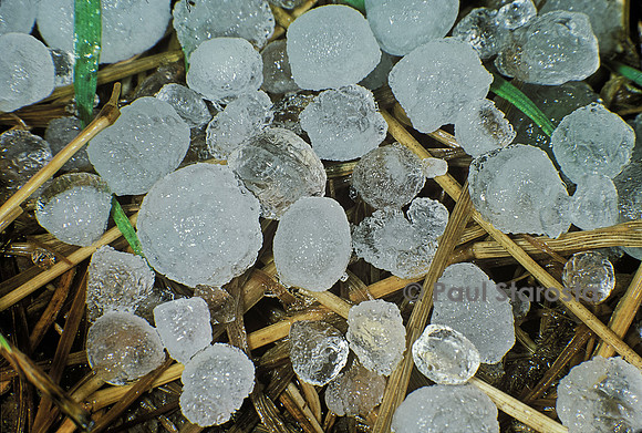 Grêlons dans l'herbe