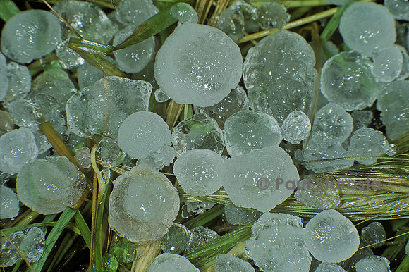 Grêlons dans l'herbe