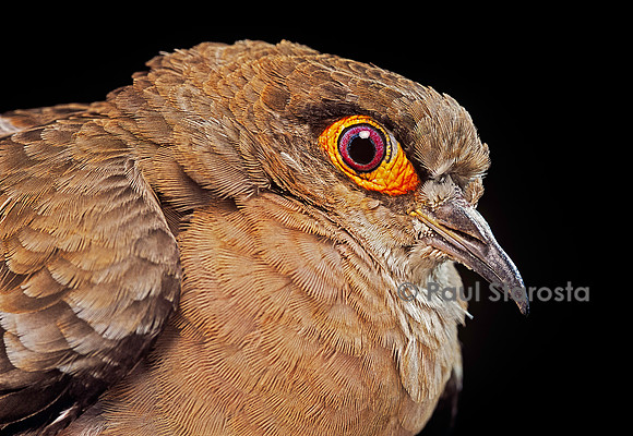 Metriopelia ceciliae (colombe de Cécile ou colombe à paupières jaunes)