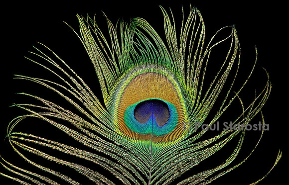 Pavo cristatus (paon bleu) - plume