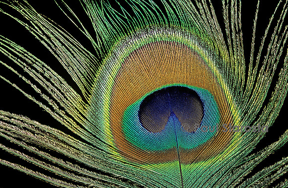 Pavo cristatus (paon bleu) - plume